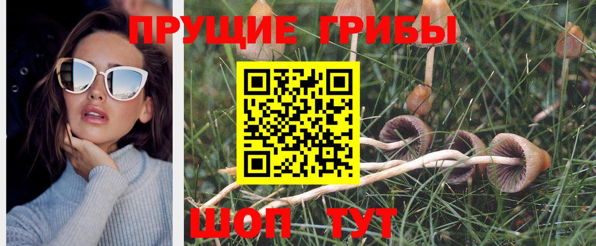 Псилоцибиновые грибы Psilocybine cubensis Братск